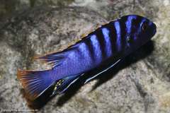 Labidochromis-sp-Mbamba-bay-from-Lake-Malawi-No.3