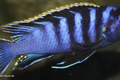 Labidochromis-sp-Mbamba-bay-from-Lake-Malawi