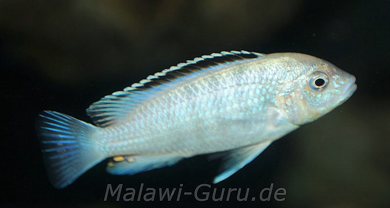 Labidochromis-sp-nkhali-1