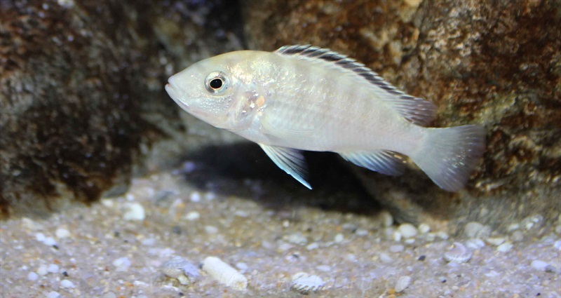 Labidochromis-sp.-nkali-12