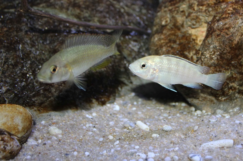 Labidochromis-sp.-nkali-13