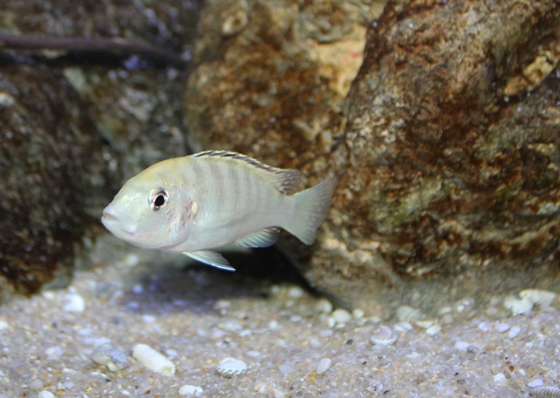Labidochromis-sp.-nkali-14