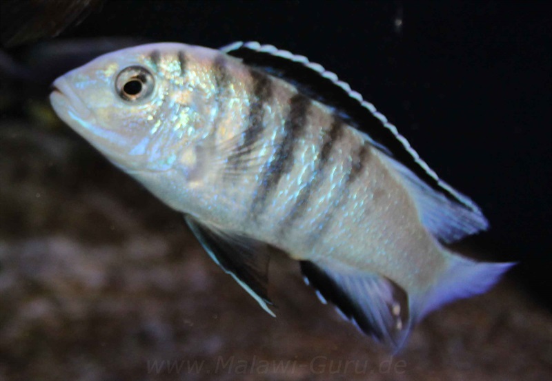 Labidochromis-sp.-nkali-2