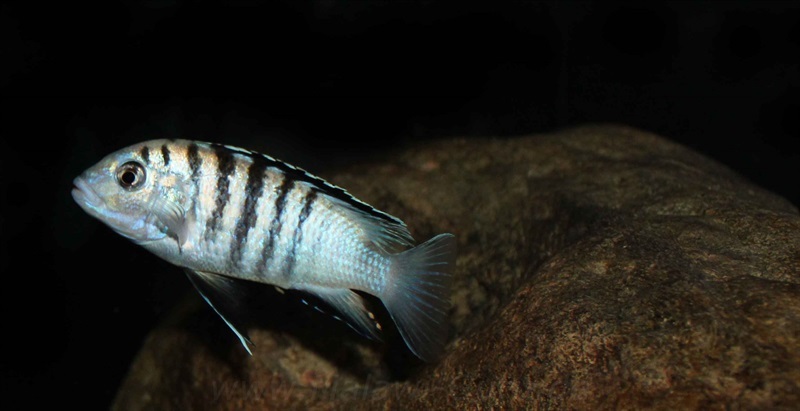 Labidochromis-sp.-nkali-6