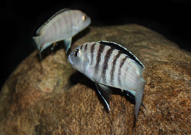 Labidochromis-sp.-nkali-7