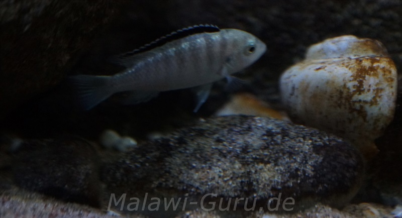 Labidochromis-sp.-nkhali-10