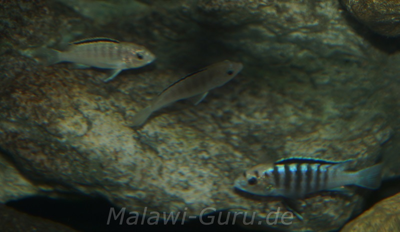 Labidochromis-sp.-nkhali-11