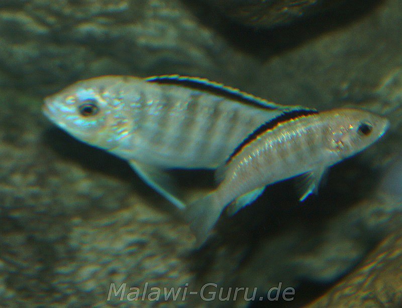 Labidochromis-sp.-nkhali-13