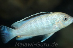 Labidochromis-sp-nkhali-1