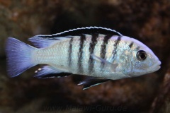 Labidochromis-sp.-nkali-1