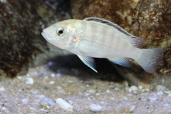 Labidochromis-sp.-nkali-12