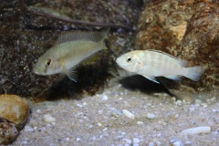 Labidochromis-sp.-nkali-13