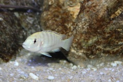 Labidochromis-sp.-nkali-14