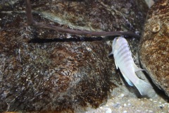 Labidochromis-sp.-nkali-16