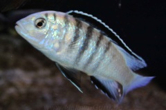 Labidochromis-sp.-nkali-2