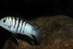 Labidochromis-sp.-nkali-6