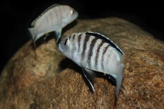 Labidochromis-sp.-nkali-7