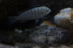 Labidochromis-sp.-nkhali-10