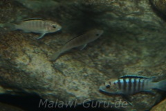 Labidochromis-sp.-nkhali-11