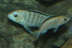 Labidochromis-sp.-nkhali-13