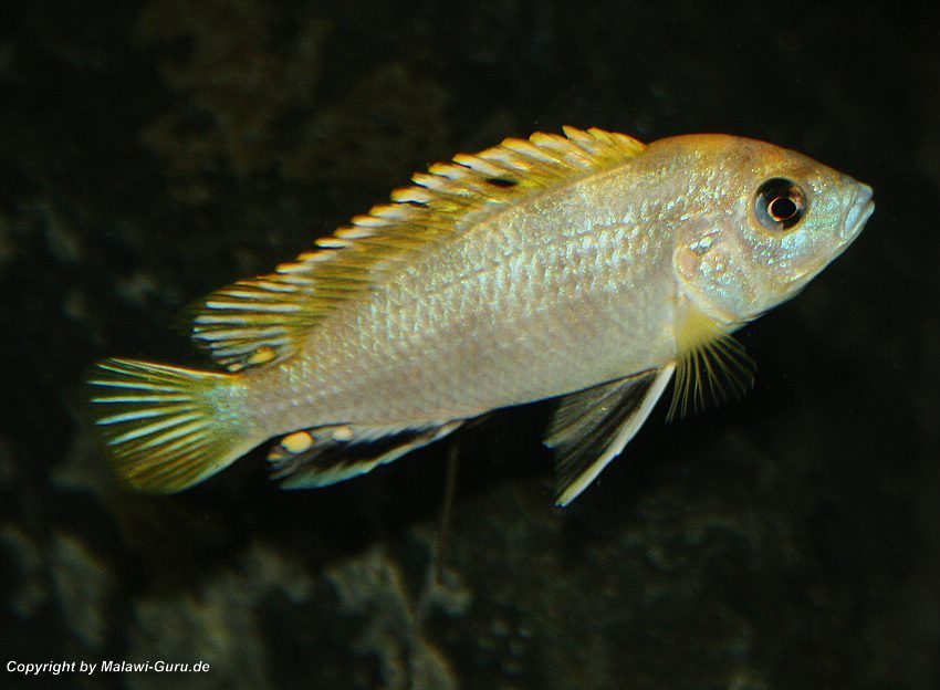 Labidochromis-sp.perlmutt-12
