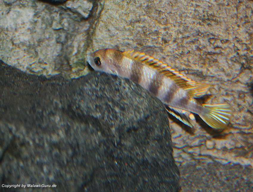 Labidochromis-sp.perlmutt-16
