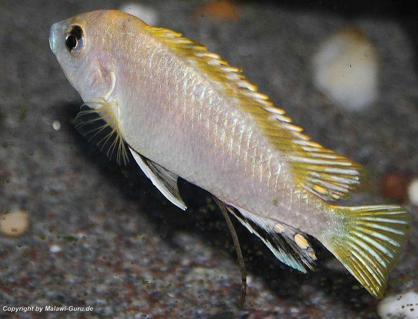 Labidochromis-sp.perlmutt-3