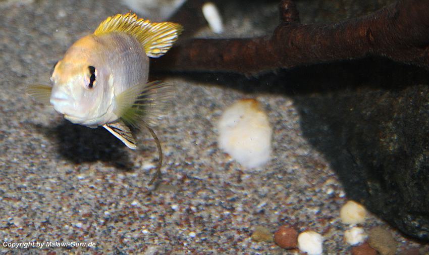 Labidochromis-sp.perlmutt-4
