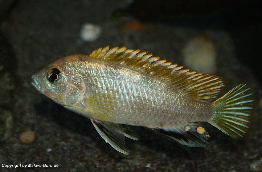 Labidochromis-sp.perlmutt-6