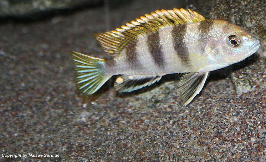 Labidochromis-sp.perlmutt-8