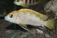 Labidochromis-sp.perlmutt-1