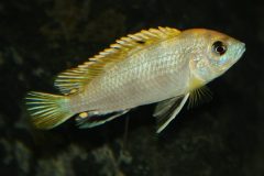 Labidochromis-sp.perlmutt-12