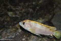 Labidochromis-sp.perlmutt-13