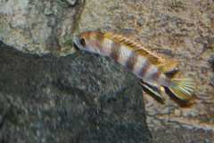 Labidochromis-sp.perlmutt-16