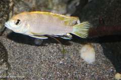 Labidochromis-sp.perlmutt-17