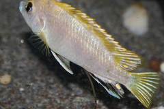 Labidochromis-sp.perlmutt-3