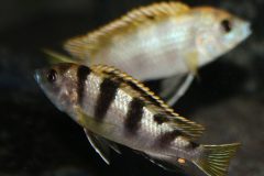 Labidochromis-sp.perlmutt-5