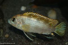 Labidochromis-sp.perlmutt-6