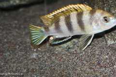 Labidochromis-sp.perlmutt-8