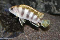 Labidochromis-sp.perlmutt-9