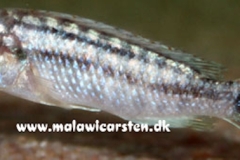 Labidochromis strigatus