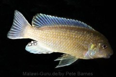 Labidochromis vellicans