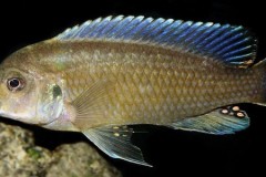 Labidochromis vellicans \'Nakantenga\'