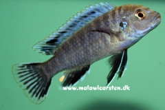 Labidochromis-vellicans-nkhata-bay-01