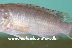 Labidochromis-vellicans-nkhata-bay-02