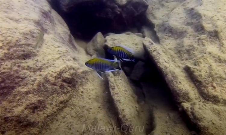 Felszone-Boadzulu-Island-201