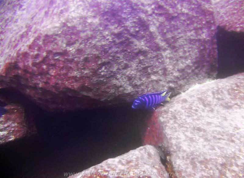 Linganjala-Reef-3