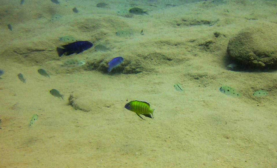 Mbowe-Island-2