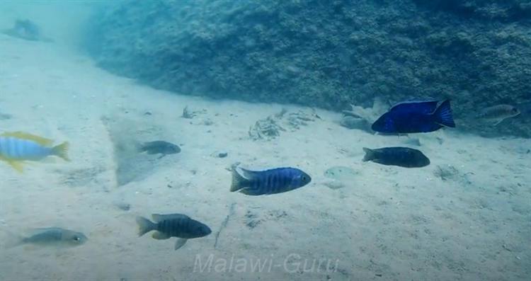 Sandzone-Domwe-Island-1