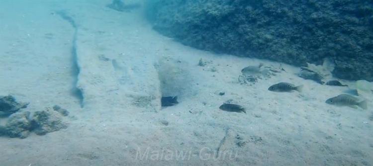 Sandzone-Domwe-Island-2